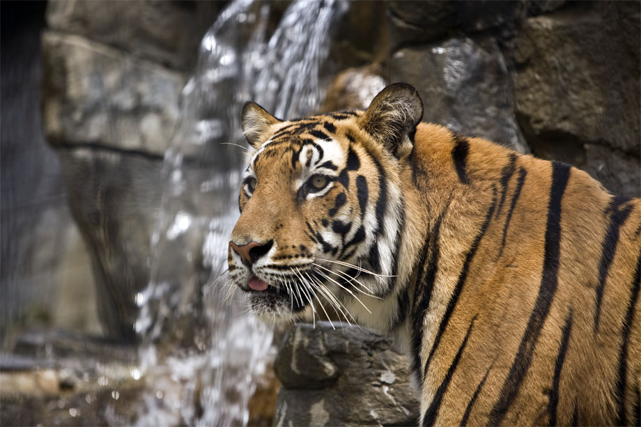 FAUNA GALLERY-New Perspectives-Fine Art Photography by Larry A Brechner